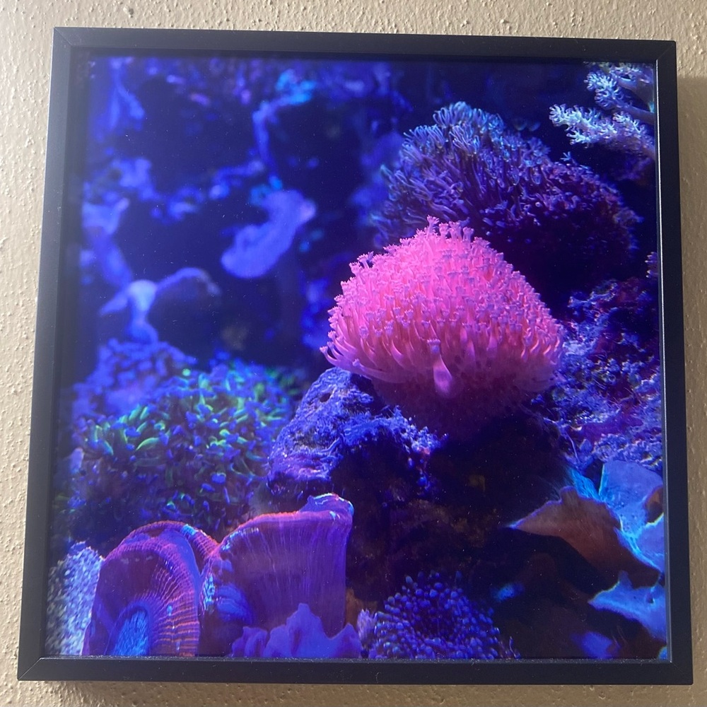 Mini wall pics of Georgia aquarium